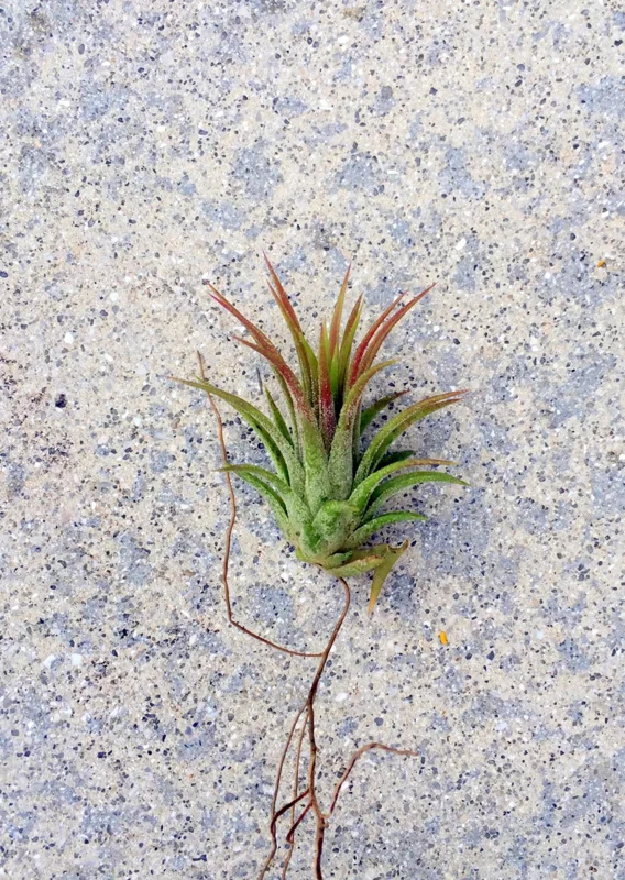 Iona Tillandsia Air Plant Live – Tropical Houseplant – 1-3 inch - Image 1