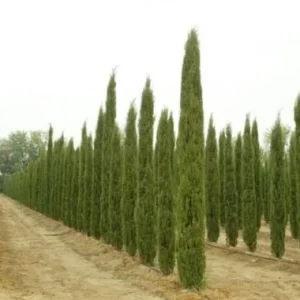Italian Cypress Live Plant (Cupressus Sempervirens Stricta) - 12-18 Inch Starter Tree - Outdoor - Image 1