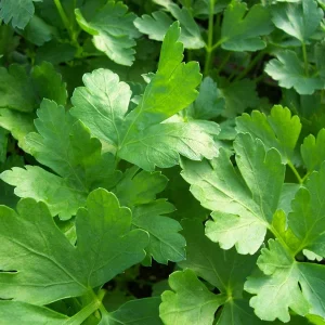 Italian Flat Leaf Parsley Live Plant - 4 inch Tall - Culinary Herb - Image 1