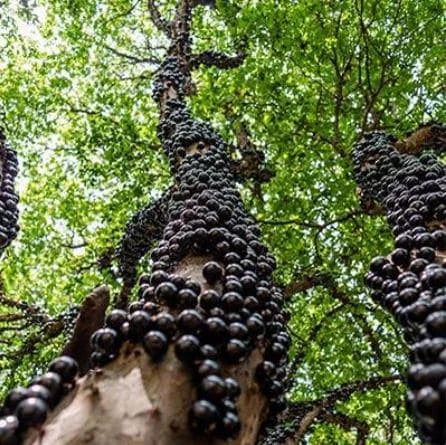 Jaboticaba Fruit Tree Starter Plant – Live Plant – 4-inch Tall – Outdoor Grown - Image 1