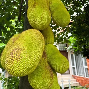 Jackfruit Live Plant – 6-8 inch Tall, 4 inch Pot – Tropical Fruit Tree - Image 2