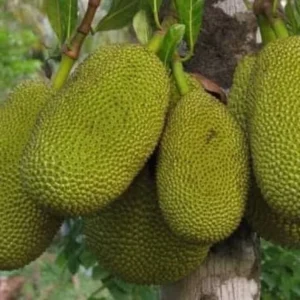 Jackfruit Live Plant – 6-8 inch Tall, 4 inch Pot – Tropical Fruit Tree - Image 1