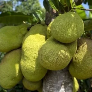 Jackfruit Tree Live Plant – 10-12 inch Height – Half Gallon Pot – Tropical Fruit - Image 2