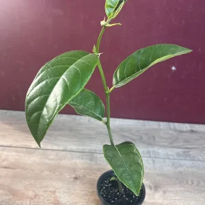 Jackfruit Tree Live Plant – 10-12 inch Height – Half Gallon Pot – Tropical Fruit - Image 3