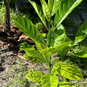 Jackfruit Tree Live Plant - 12-16 inches tall - 1 Gallon Pot - Tropical Fruit - Image 2