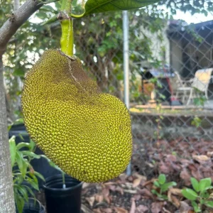 Jackfruit Tree Live Plant - 12-16 inches tall - 1 Gallon Pot - Tropical Fruit - Image 1