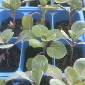 Jade E Cross Brussels Sprouts Live Plants - 4 Pack, 4 inches, 75+ Days Old - Image 1