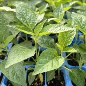 Jalapeno Pepper Live Plants - Lot of 3 - Organic Non-GMO Green Chili Plants - Image 1