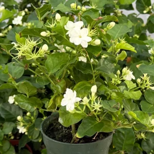 Jasmine Maid of Orleans Live Plant – Fragrant Houseplant in 4 inch pot - Image 2
