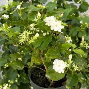 Jasmine Maid of Orleans Live Plant – Fragrant Houseplant in 4 inch pot - Image 3