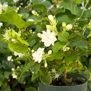 Jasmine Maid of Orleans Live Plant – Fragrant Houseplant in 4 inch pot - Image 4