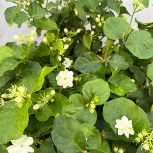 Jasmine Maid of Orleans Live Plant – Fragrant Houseplant in 4 inch pot - Image 5