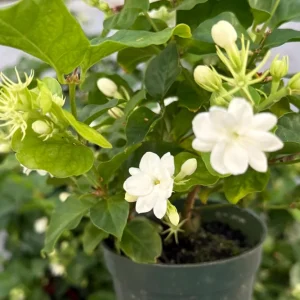 Jasmine Maid of Orleans Live Plant – Fragrant Houseplant in 4 inch pot - Image 1