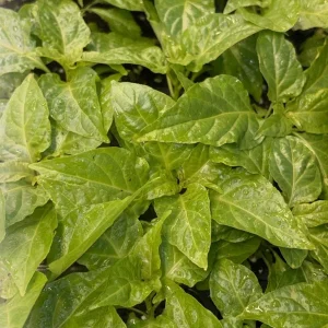 Jay's Peach Ghost Scorpion Super Hot Pepper Live Plants - 3 Pack, 75+ Days Old - Image 2
