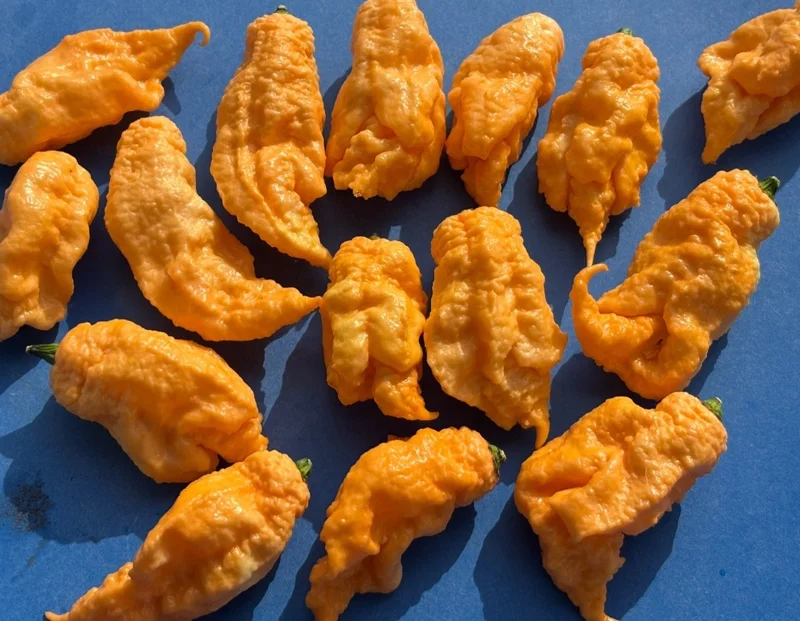 Jay's Peach Ghost Scorpion Super Hot Pepper Live Plants - 3 Pack, 75+ Days Old - Image 3