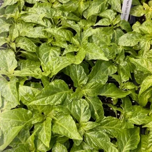 Jay's Peach Ghost Scorpion Super Hot Pepper Live Plants - 3 Pack, 75+ Days Old - Image 1
