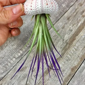 Jellyfish Air Plant Hanger - Purple Tricolor Tillandsia Live Plant in Sea Urchin Shell - Image 1