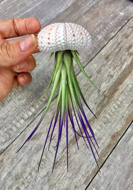 Jellyfish Air Plant Hanger - Purple Tricolor Tillandsia Live Plant in Sea Urchin Shell - Image 1