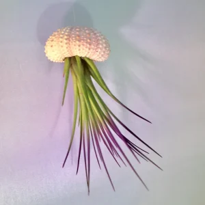 Jellyfish Air Plant Hanger - Purple Tricolor Tillandsia Live Plant in Sea Urchin Shell - Image 2