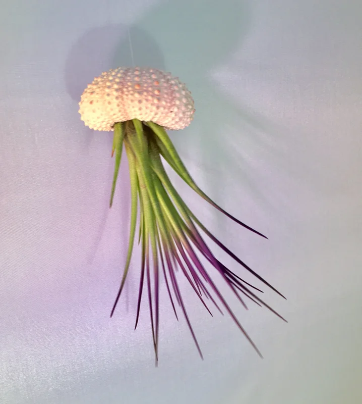Jellyfish Air Plant Hanger - Purple Tricolor Tillandsia Live Plant in Sea Urchin Shell - Image 2