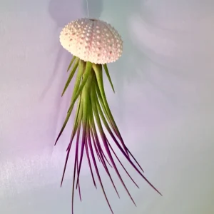 Jellyfish Air Plant Hanger - Purple Tricolor Tillandsia Live Plant in Sea Urchin Shell - Image 3