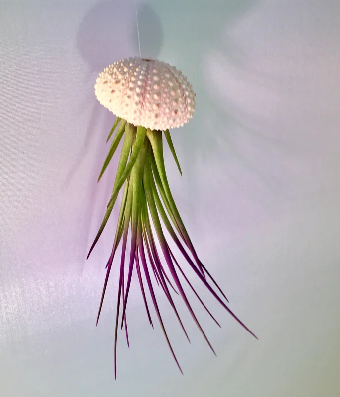 Jellyfish Air Plant Hanger - Purple Tricolor Tillandsia Live Plant in Sea Urchin Shell - Image 3