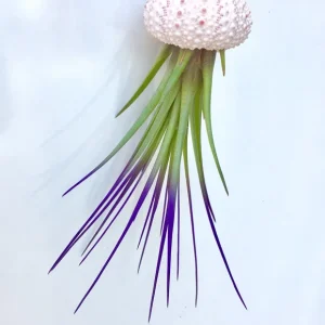 Jellyfish Air Plant Hanger - Purple Tricolor Tillandsia Live Plant in Sea Urchin Shell - Image 4