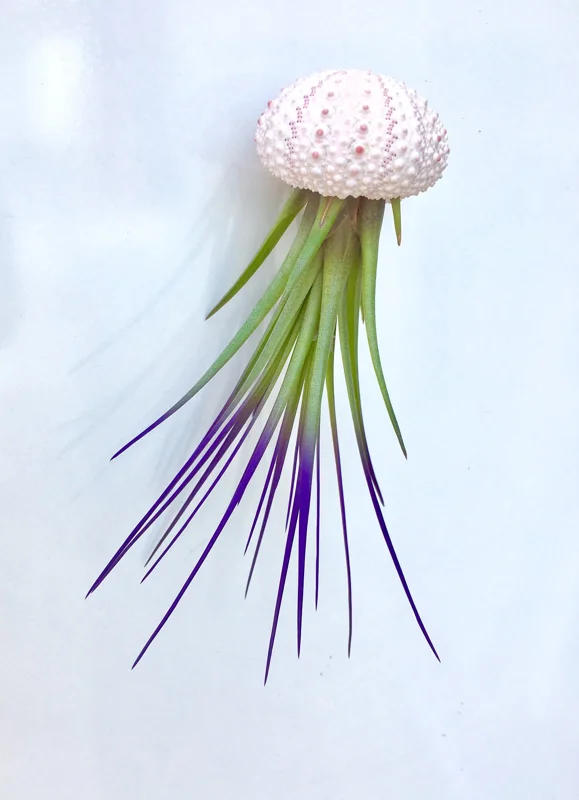 Jellyfish Air Plant Hanger - Purple Tricolor Tillandsia Live Plant in Sea Urchin Shell - Image 4