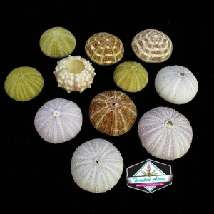 Jellyfish Air Plant Hanger - Purple Tricolor Tillandsia Live Plant in Sea Urchin Shell - Image 5