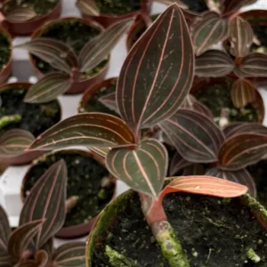 Jewel Orchid Ludisia Discolor Live Plant – Potted Houseplant – 2.5 inch Pot - Image 2