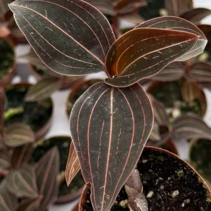 Jewel Orchid Ludisia Discolor Live Plant – Potted Houseplant – 2.5 inch Pot - Image 3