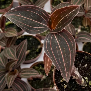 Jewel Orchid Ludisia Discolor Live Plant – Potted Houseplant – 2.5 inch Pot - Image 4