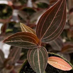 Jewel Orchid Ludisia Discolor Live Plant – Potted Houseplant – 2.5 inch Pot - Image 1