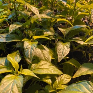 Jimmy Nardello Sweet Italian Pepper Live Plants - Heirloom Red Vegetable - Lot of 3 - Image 2