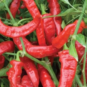 Jimmy Nardello Sweet Italian Pepper Live Plants - Heirloom Red Vegetable - Lot of 3 - Image 1