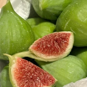 Kadota Fig Tree Live Plant (5-9") - Ficus carica 'White Honey Fig' - Zones 7-10 - Image 2