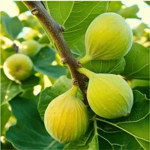 Kadota Fig Tree Live Plant (5-9