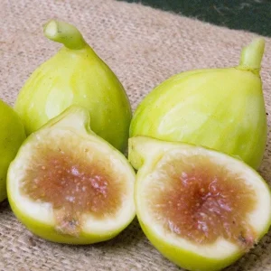 Kadota Fig Tree Live Plant (5-9