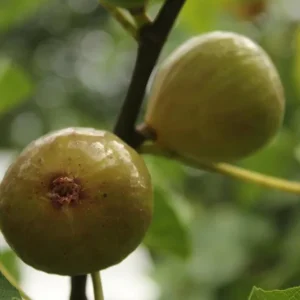 Kadota Fig Tree Live Plant (5-9