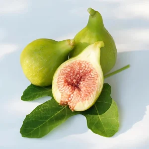 Kadota Fig Tree Live Plant (5-9") - Ficus carica 'White Honey Fig' - Zones 7-10 - Image 1