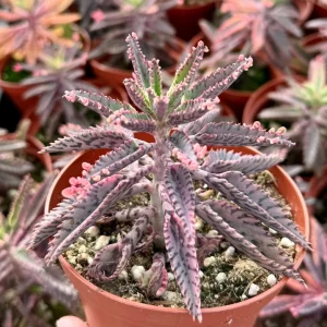 Kalanchoe Pink Butterfly Live Plant - Mother of Thousands Succulent in 2"-4" Pot - Image 2