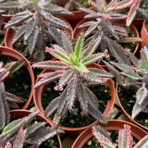 Kalanchoe Pink Butterfly Live Plant - Mother of Thousands Succulent in 2