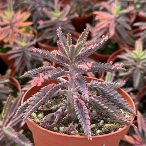 Kalanchoe Pink Butterfly Live Plant - Mother of Thousands Succulent in 2"-4" Pot - Image 1