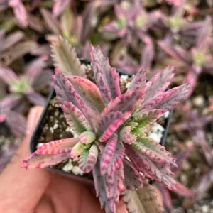Kalanchoe Pink Butterfly Live Plant - Rare Variegated Succulent in 2" or 4" Pot - Image 2
