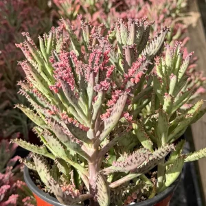 Kalanchoe Pink Butterfly Live Plant - Rare Variegated Succulent in 2
