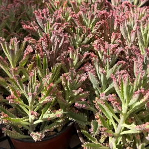 Kalanchoe Pink Butterfly Live Plant - Rare Variegated Succulent in 2
