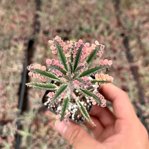 Kalanchoe Pink Butterfly Live Plant - Rare Variegated Succulent in 2" or 4" Pot - Image 1