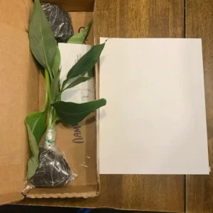 Kokopo Banana Live Plant - Musa acuminata - 4-6 inch Tropical Fruit Tree for Indoor/Outdoor - Image 2