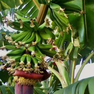 Kokopo Banana Live Plant - Musa acuminata - 4-6 inch Tropical Fruit Tree for Indoor/Outdoor - Image 3