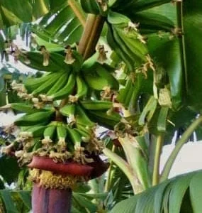 Kokopo Banana Live Plant - Musa acuminata - 4-6 inch Tropical Fruit Tree for Indoor/Outdoor - Image 1